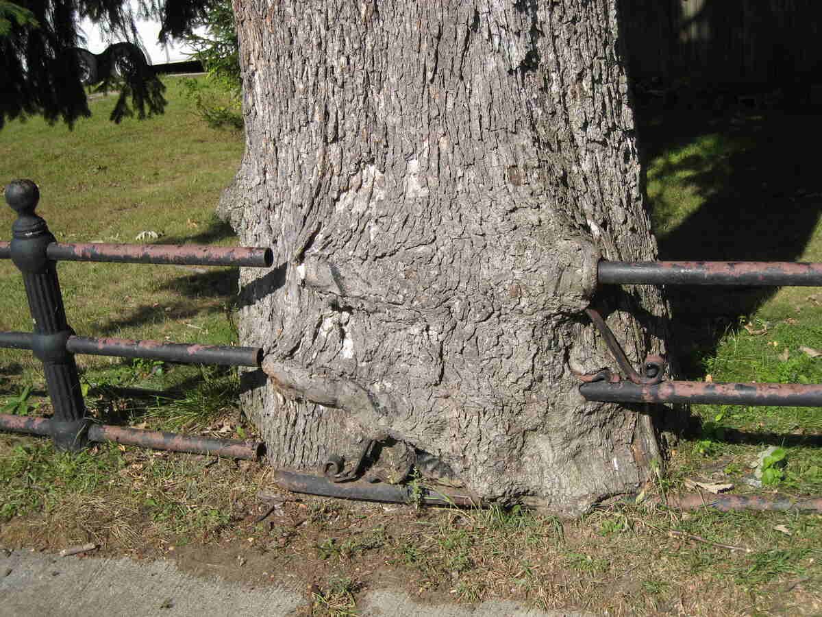 What Kentucky Law Says About Trimming a Neighbor’s Tree That Crosses Property Lines