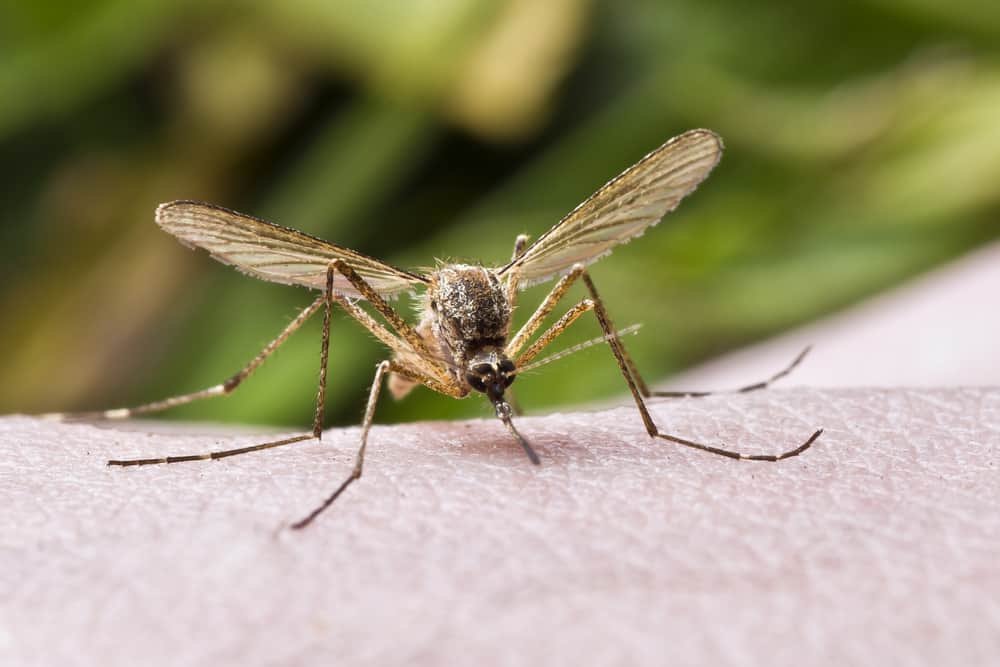 Kentucky Mosquito Season: When It Ends and How Long the Insects Survive