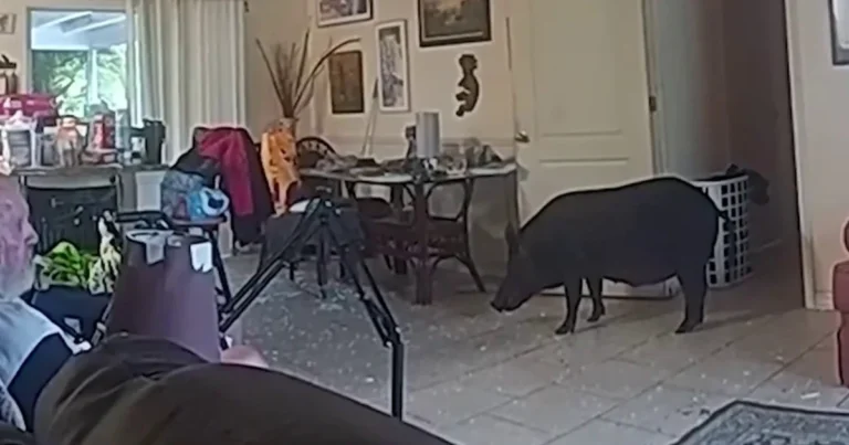 82-year-old Florida Man and Dog Survive Wild Boar That Crashed Through Glass Door