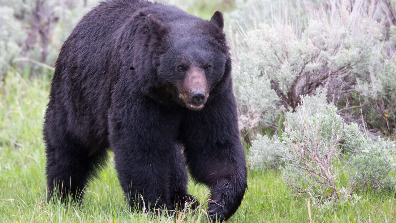 69-Year-Old Woman Survives Black Bear Attack in Western Wisconsin