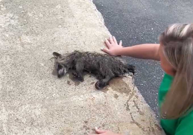 Kentucky Nurse Rescues Baby Raccoon With CPR After Dumpster Mishap