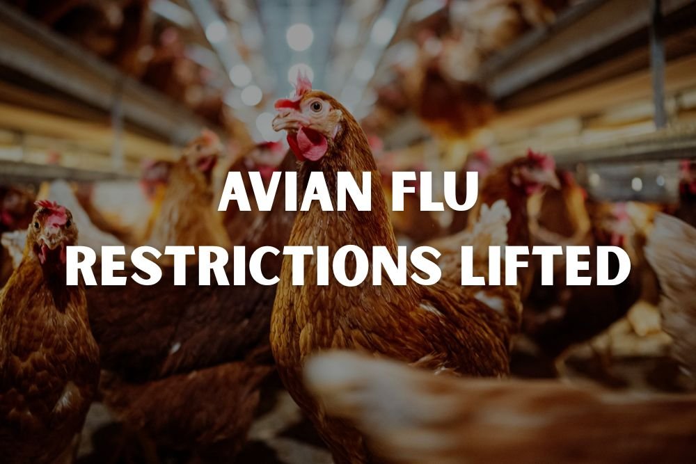 Avian Flu Restrictions Lifted: Minnesota Dairy Herds Reach Recovery Milestone
