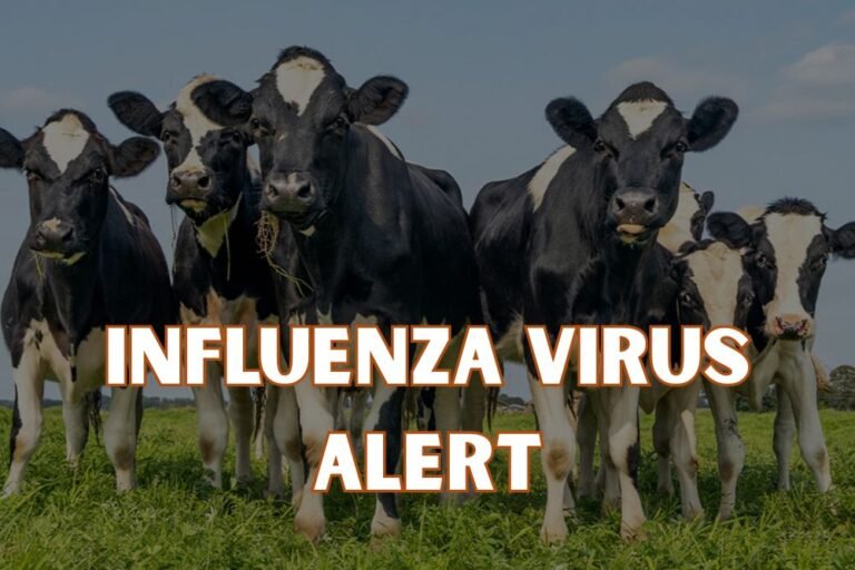 University of Minnesota Launches Research Into Influenza Virus Spread in Dairy Cattle