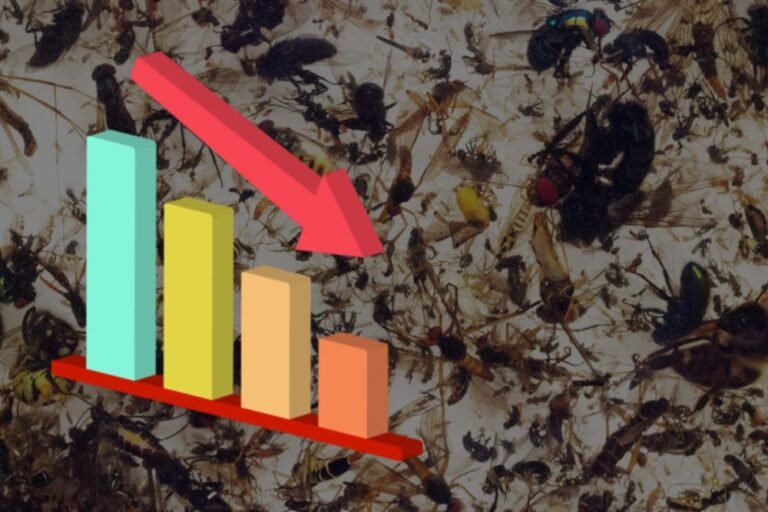 Study Finds Insect Populations Declining Even in Pristine Habitats