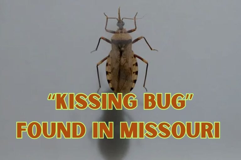 Missouri Researchers Urge Action as ‘Kissing Bug’ Disease Detected in State