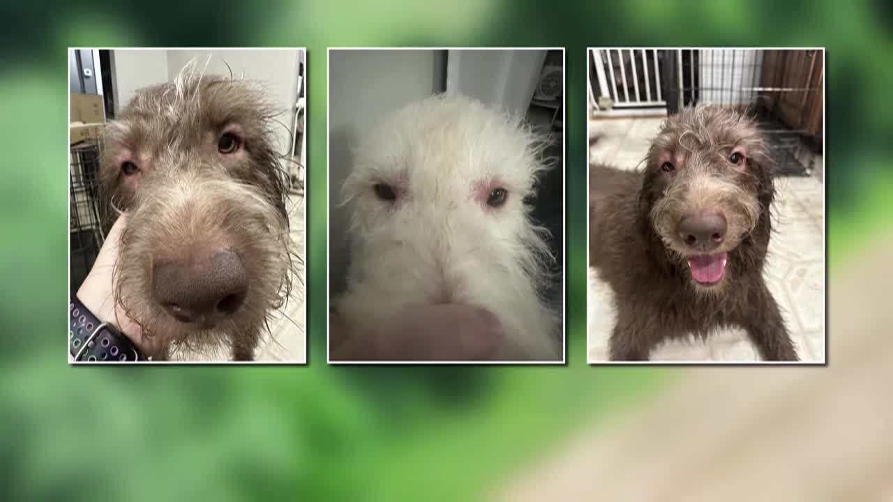 Illinois Woman Says Crop-Spraying Drone Doused Her Service Dogs With Pesticides