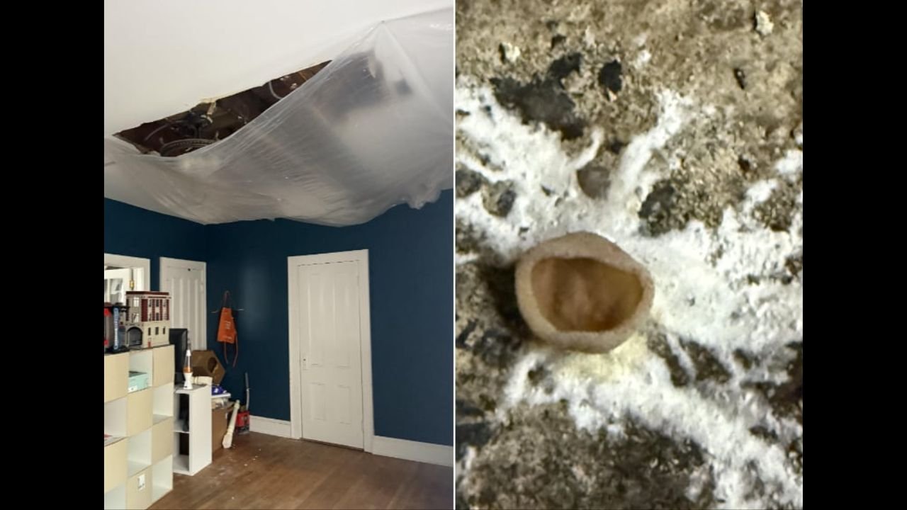 New York Tenant Says Landlord’s Washer Installation Flooded Room, Mold and Mushrooms Found in Basement