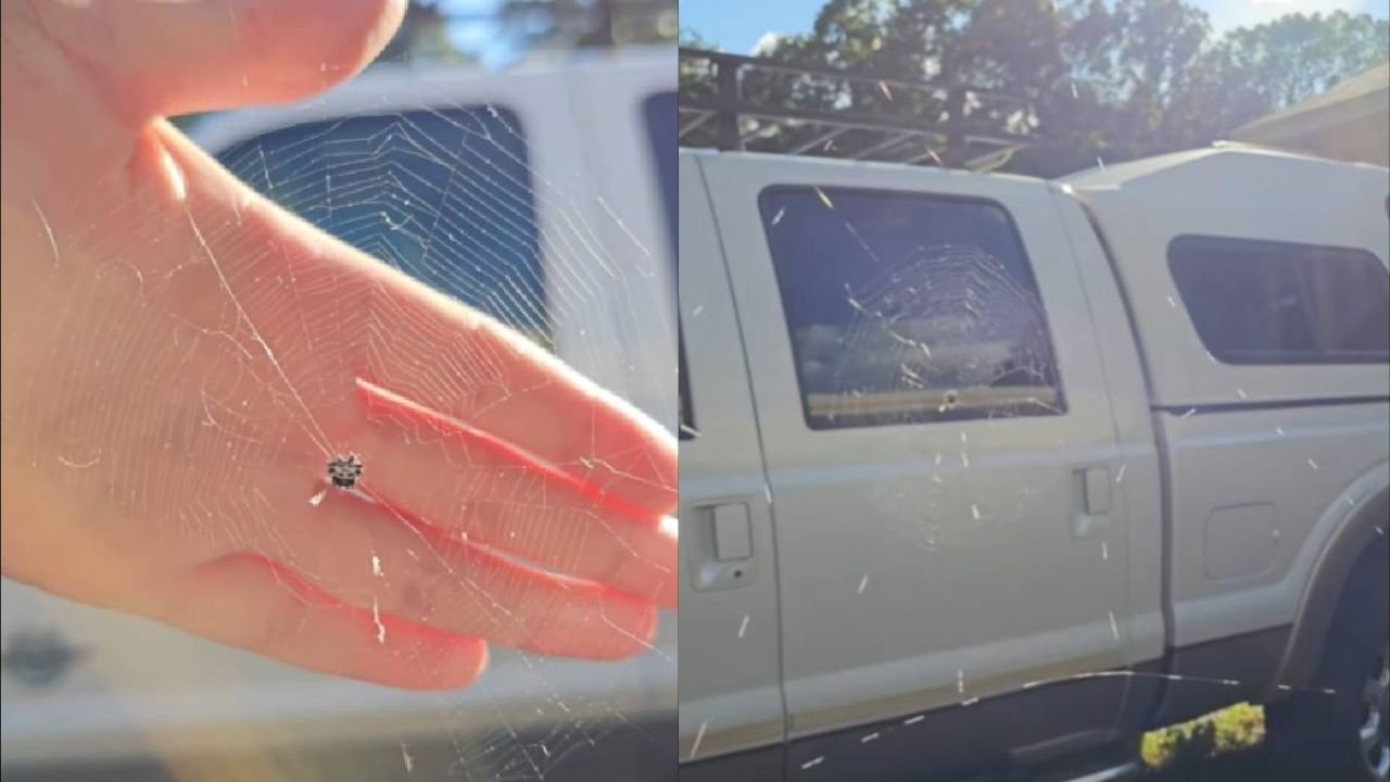 Viral Video Shows Tennessee Spider Rebuilding Web With Bold “Highlights” After It Was Destroyed