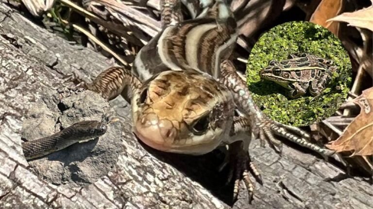 Wisconsin DNR Urges Drivers to Help Protect Endangered Reptiles and Amphibians
