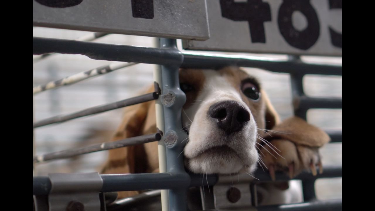 Wisconsin Dog Breeder Disputes Animal Welfare Violations, Declines $55K Settlement