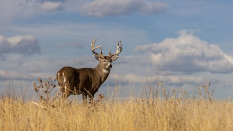 Wisconsin Hunters Gear Up for Deer Season: Key Dates, License Info, and Regulations