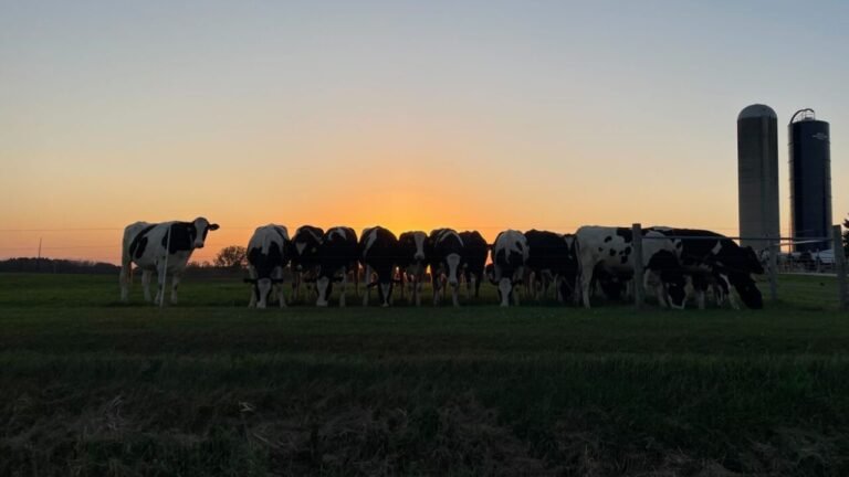 Manitowoc ICE Raid Sends Shockwaves Through Wisconsin’s Dairy Country