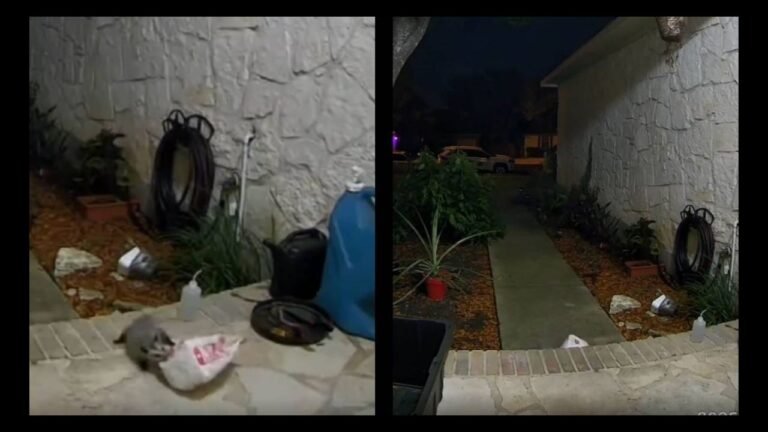 “Move Over, Pizza Rat!”: Texas Homeowner Catches Hilarious ‘Porch Pirate’ Opossum Stealing DoorDash Order on Camera