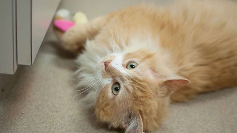 Cat Walks 12 Miles to Reunite With Family — They Ask Shelter to Euthanize Him Instead