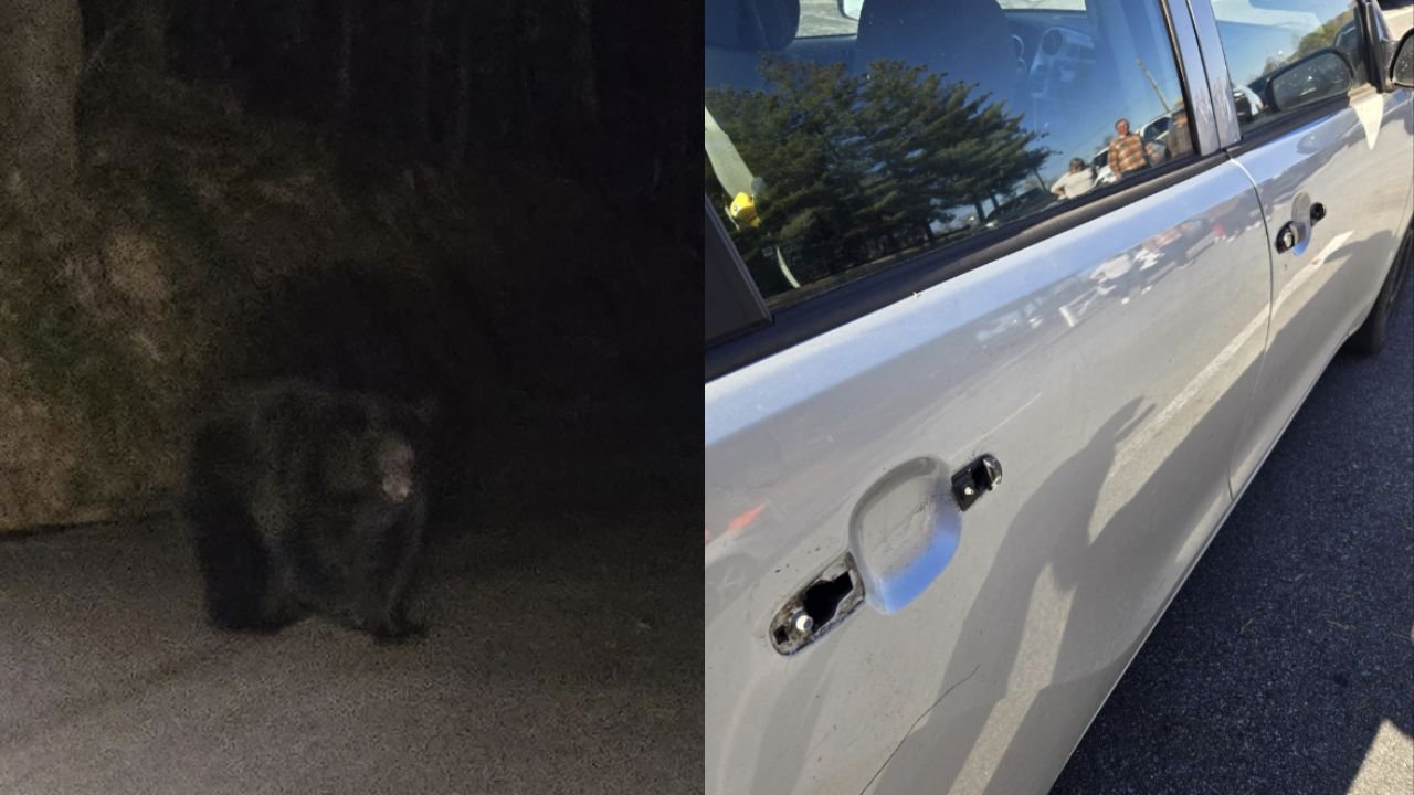 Wild Tennessee Bear Tries to Break Into Tourist’s Car, Rips Off Door Handles in Startling Encounter