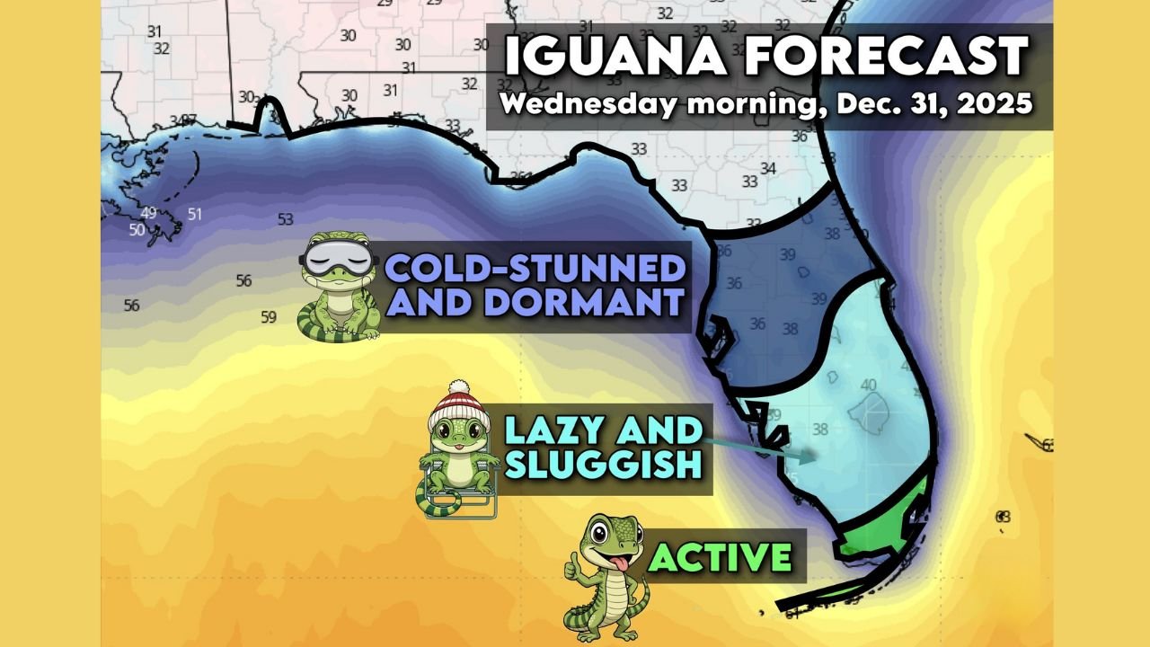 Florida Cold Snap Triggers Iguana Advisory as Overnight Temperatures Drop Into the 30s Across Central and Northern Areas