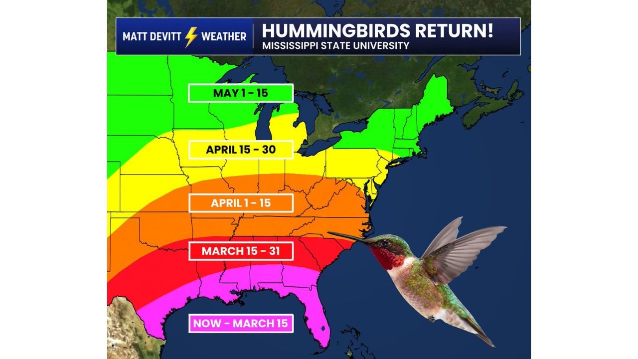 Hummingbird Migration Begins Along Texas and Florida Gulf Coast, Spreading Across Southeast Through May
