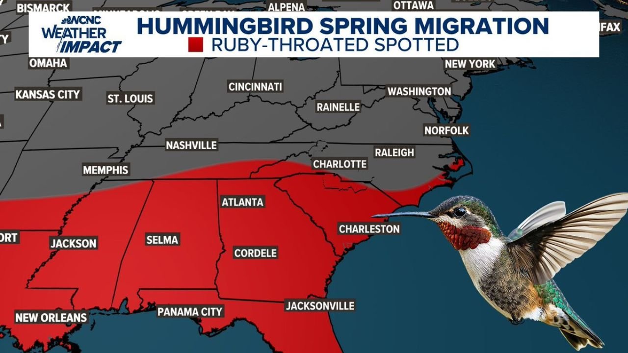 Georgia, South Carolina and North Carolina See Early Hummingbird Migration Surge as Warm March Temperatures Accelerate Spring Arrival