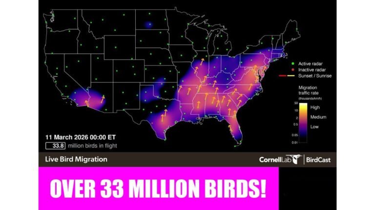 Texas, Louisiana, Mississippi, Alabama, Georgia, and the Carolinas See Massive Overnight Migration Surge as Radar Detects Over 33 Million Birds Flying North
