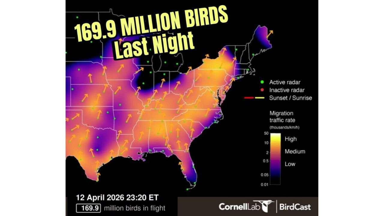 Nearly 170 Million Birds Took Flight Across the United States in a Single Night as the Spring Migration Surge Smashes Expectations From Texas and the Gulf Coast to the Great Lakes and New England