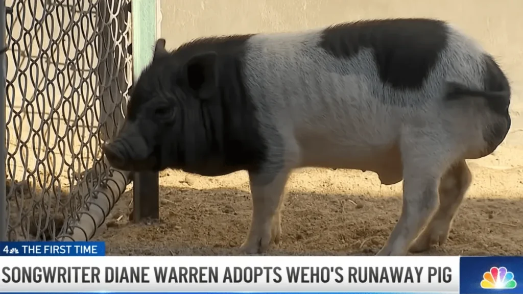 Diane Warren Adopts Wilbur, the Runaway Pig Who Turned West Hollywood Into a Viral Curiosity and Won a New Home With the Oscar-Winning Songwriter
